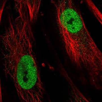 Anti-TBX5 antibody produced in rabbit Prestige Antibodies&#174; Powered by Atlas Antibodies, affinity isolated antibody