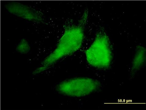 Monoclonal Anti-STAT1 antibody produced in mouse clone 1A8, purified immunoglobulin, buffered aqueous solution