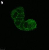 Anti-TSG101 Antibody, clone 2H18 ZooMAb&#174; Rabbit Monoclonal recombinant, expressed in HEK 293 cells