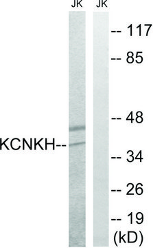 Anti-KCNK17 antibody produced in rabbit affinity isolated antibody