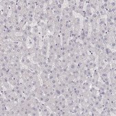 Anti-ZP3 antibody produced in rabbit Prestige Antibodies&#174; Powered by Atlas Antibodies, affinity isolated antibody, buffered aqueous glycerol solution