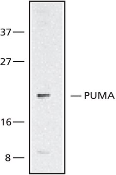 Anti-PUMA/bbc3, N-Terminal antibody produced in rabbit ~1&#160;mg/mL, affinity isolated antibody, buffered aqueous solution