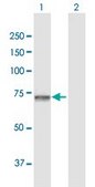 Anti-GNPAT antibody produced in rabbit purified immunoglobulin, buffered aqueous solution