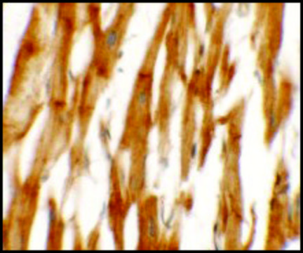 Anti-NCLN antibody produced in rabbit affinity isolated antibody