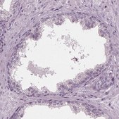 Anti-ADPRHL1 antibody produced in rabbit Prestige Antibodies&#174; Powered by Atlas Antibodies, affinity isolated antibody, buffered aqueous glycerol solution