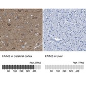 Anti-FAIM2 antibody produced in rabbit Prestige Antibodies&#174; Powered by Atlas Antibodies, affinity isolated antibody, buffered aqueous glycerol solution