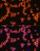 Anti-CD45 antibody produced in rabbit
