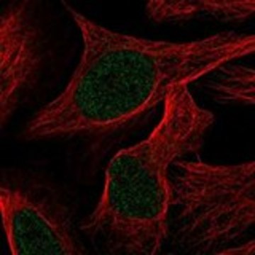 Anti-TRAPPC12 antibody produced in rabbit Prestige Antibodies&#174; Powered by Atlas Antibodies, affinity isolated antibody, buffered aqueous glycerol solution