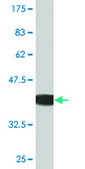 Monoclonal Anti-ACVR2B antibody produced in mouse clone 1C11, purified immunoglobulin, buffered aqueous solution