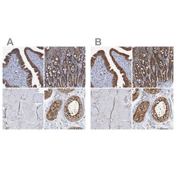 Anti-PTGES3 antibody produced in rabbit Prestige Antibodies&#174; Powered by Atlas Antibodies, affinity isolated antibody, buffered aqueous glycerol solution