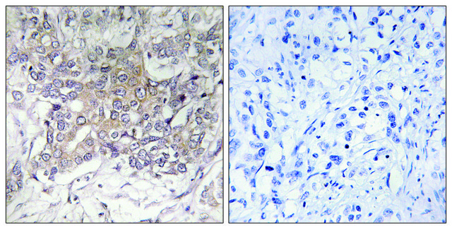 Anti-GCNT3 antibody produced in rabbit affinity isolated antibody