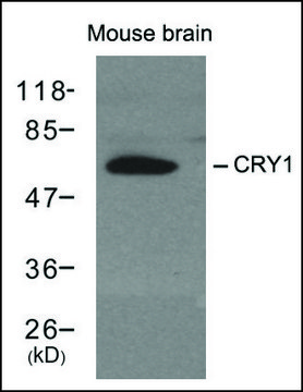 Anti-Cry1 antibody produced in rabbit affinity isolated antibody