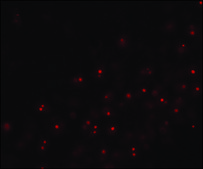 Anti-Caspase-12 (large) antibody produced in rabbit affinity isolated antibody, buffered aqueous solution