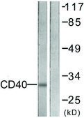 Anti-CD40 antibody produced in rabbit affinity isolated antibody