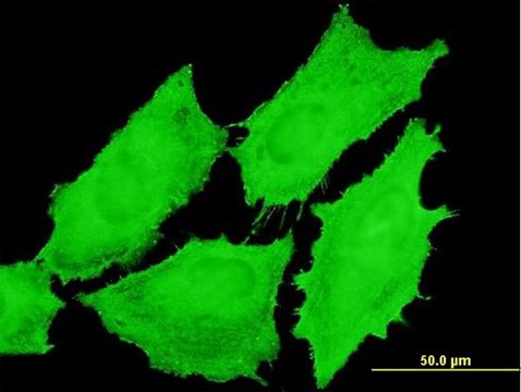 Monoclonal Anti-EMR4 antibody produced in mouse clone 2H8, purified immunoglobulin, buffered aqueous solution