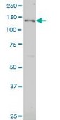 Monoclonal Anti-JAG2 antibody produced in mouse clone 1C5, purified immunoglobulin, buffered aqueous solution