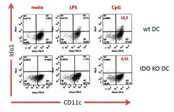 Anti-Ido1, clone 8G11 Antibody clone 8G11, from mouse