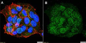 Anti-S100A1 Antibody, clone 1D18 ZooMAb&#174; Rabbit Monoclonal recombinant, expressed in HEK 293 cells