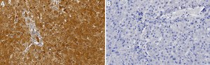 Anti-Glucagon receptor Antibody, clone 2B13 ZooMAb&#174; Rabbit Monoclonal recombinant, expressed in HEK 293 cells