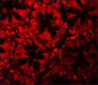 Anti-LRRFIP2 antibody produced in rabbit affinity isolated antibody