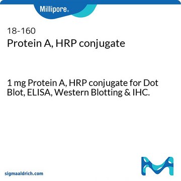 Protein A, HRP conjugate 1 mg Protein A, HRP conjugate for Dot Blot, ELISA, Western Blotting &amp; IHC.