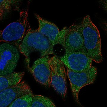 Anti-Kcnn4 Antibody Produced In Rabbit Prestige Antibodies&#174; Powered by Atlas Antibodies, affinity isolated antibody, buffered aqueous glycerol solution