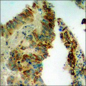 Anti-phospho-S6 Ribosomal Protein (pSer240) antibody produced in rabbit affinity isolated antibody
