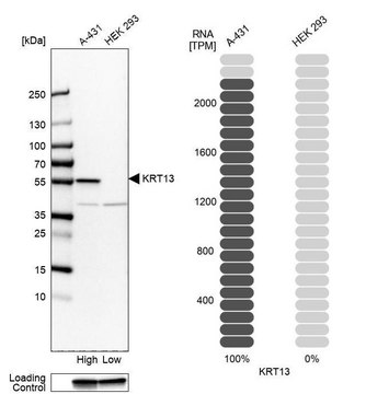 Anti-KRT13 antibody produced in rabbit Prestige Antibodies&#174; Powered by Atlas Antibodies, affinity isolated antibody