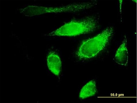 Anti-POLG2 antibody produced in mouse IgG fraction of antiserum, buffered aqueous solution