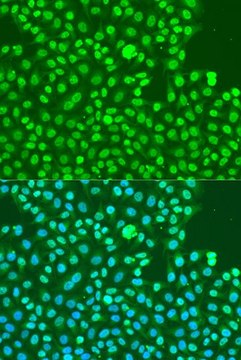 Anti-Phospho-PRKDC-S2056 antibody produced in rabbit