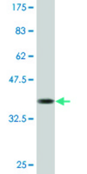 Monoclonal Anti-NAB2, (C-terminal) antibody produced in mouse clone 4H6, purified immunoglobulin, buffered aqueous solution