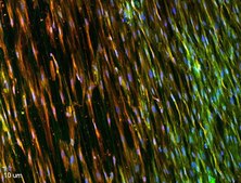 Nanofiber cell culture dish, with aligned nanofibers diam. 100&#160;mm