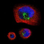 Anti-PTPRF antibody produced in rabbit Prestige Antibodies&#174; Powered by Atlas Antibodies, affinity isolated antibody, buffered aqueous glycerol solution