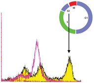 Monoclonal Anti-phospho-Histone H3 (pSer28) antibody produced in rat ~0.5&#160;mg/mL, clone HTA28, purified immunoglobulin, buffered aqueous solution