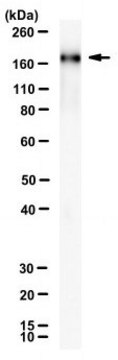 Anti-SARS-CoV-2 S1 domain Antibody, clone R52