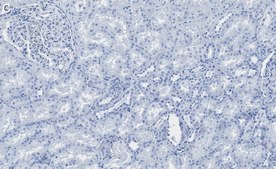 Anti-Bad Antibody, clone 1K19-H2 ZooMAb&#174; Rabbit Monoclonal recombinant, expressed in HEK 293 cells