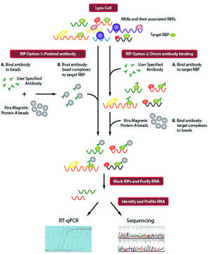 Imprint&#174; RNA Immunoprecipitation Kit High-capacity Protein A magnetic beads for successful RNA Immunoprecipitation,suitable for use with mRNA and microRNA