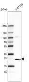 Monoclonal Anti-TREM1 antibody produced in mouse Prestige Antibodies&#174; Powered by Atlas Antibodies, clone CL7111, purified immunoglobulin, buffered aqueous glycerol solution