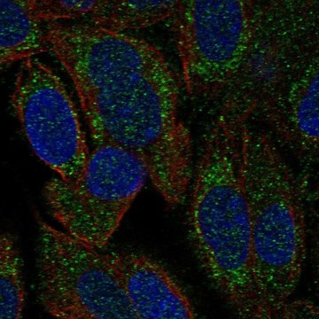 Anti-Hars2 Antibody Produced In Rabbit Prestige Antibodies&#174; Powered by Atlas Antibodies, affinity isolated antibody, buffered aqueous glycerol solution