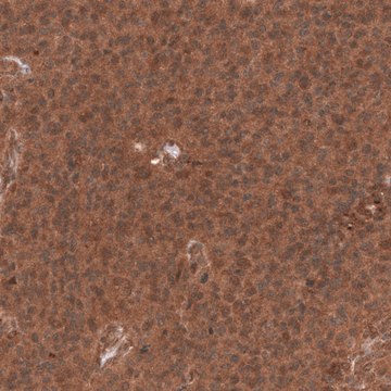Monoclonal Anti-Yap1 Antibody Produced In Mouse Prestige Antibodies&#174; Powered by Atlas Antibodies, clone CL13628, affinity isolated antibody, buffered aqueous glycerol solution