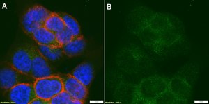 Anti-Raptor Antibody, clone 3F15 ZooMAb&#174; Rabbit Monoclonal recombinant, expressed in HEK 293 cells