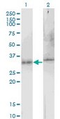 Monoclonal Anti-ATG5, (C-terminal) antibody produced in mouse clone 1C4, purified immunoglobulin, buffered aqueous solution