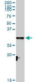 Anti-CYC1 antibody produced in rabbit purified immunoglobulin, buffered aqueous solution