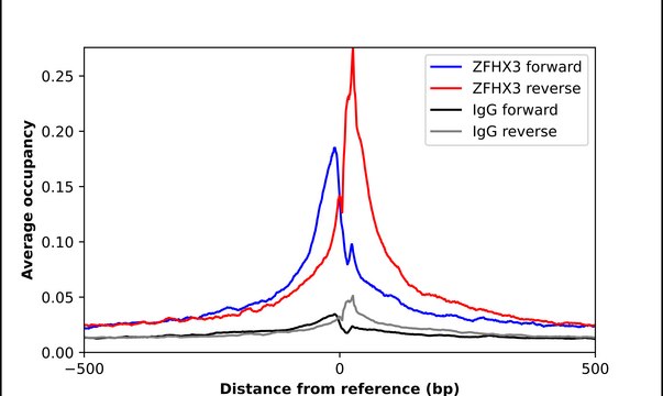 Anti-ZFHX3 antibody produced in rabbit Prestige Antibodies&#174; Powered by Atlas Antibodies, affinity isolated antibody, buffered aqueous glycerol solution