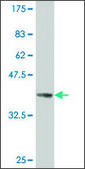 ANTI-PAX8 antibody produced in mouse clone 1D1, purified immunoglobulin, buffered aqueous solution