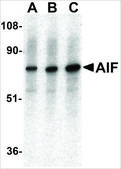 Anti-AIF antibody produced in rabbit affinity isolated antibody, buffered aqueous solution