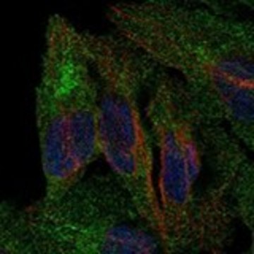 Anti-PCDHB5 antibody produced in rabbit Prestige Antibodies&#174; Powered by Atlas Antibodies, affinity isolated antibody, buffered aqueous glycerol solution