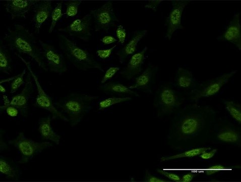 Monoclonal Anti-FBXL19 antibody produced in mouse clone 3C5, purified immunoglobulin, buffered aqueous solution