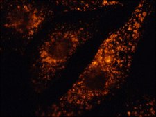 Anti-LAMP1&#8722;Cy3&#8482; antibody produced in rabbit 1-2&#160;mg/mL, affinity isolated antibody, buffered aqueous solution