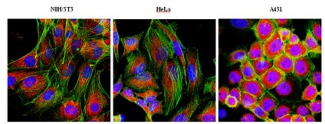 Anti-F-actin-capping protein subunit alpha-1 Antibody from rabbit, purified by affinity chromatography